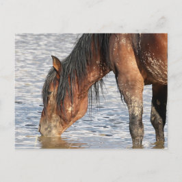 Postal Caballos salvajes McCullough Peaks
