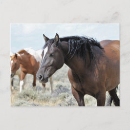 Postal Caballos salvajes McCullough Peaks
