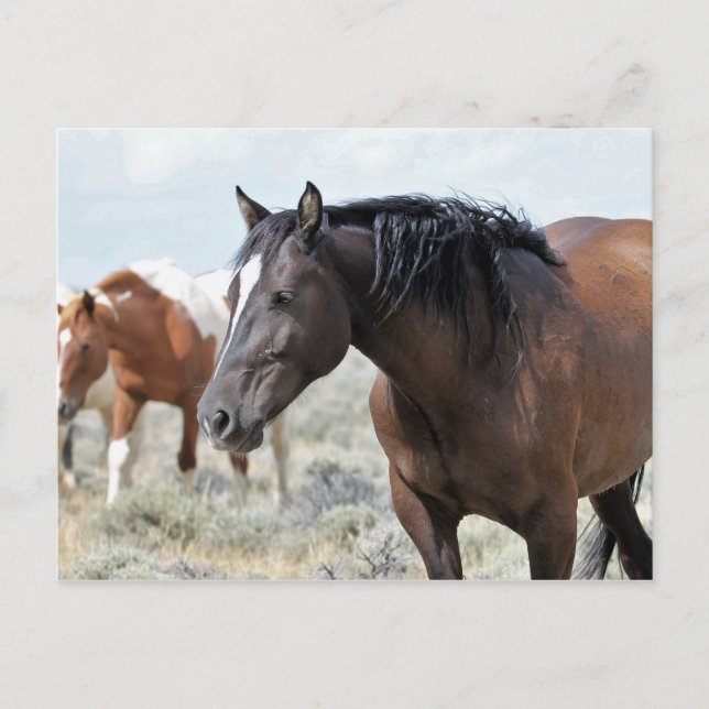 Postal Caballos salvajes McCullough Peaks (Anverso)