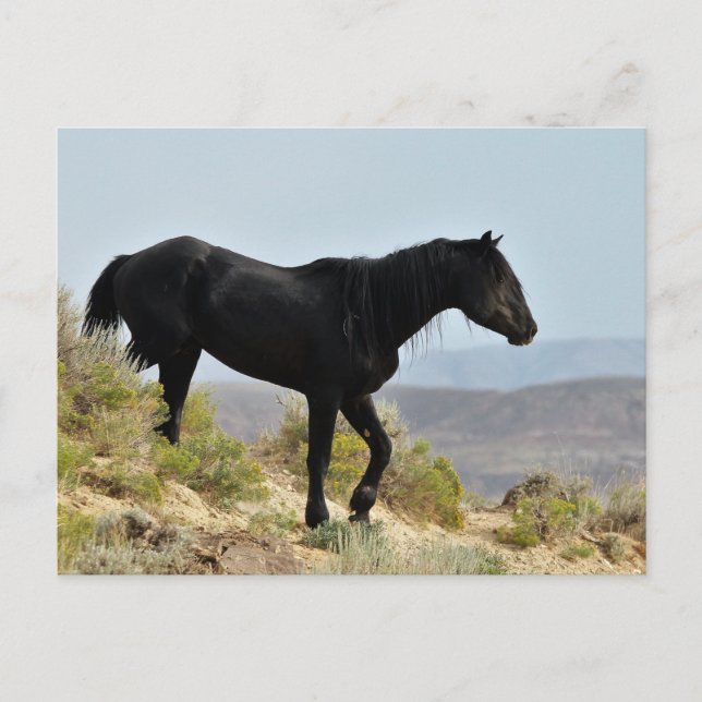Postal Caballos salvajes McCullough Peaks (Anverso)