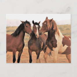 Postal Caballos salvajes McCullough Peaks