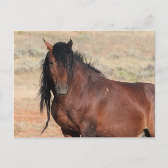 Postal Caballos salvajes McCullough Peaks (Anverso)