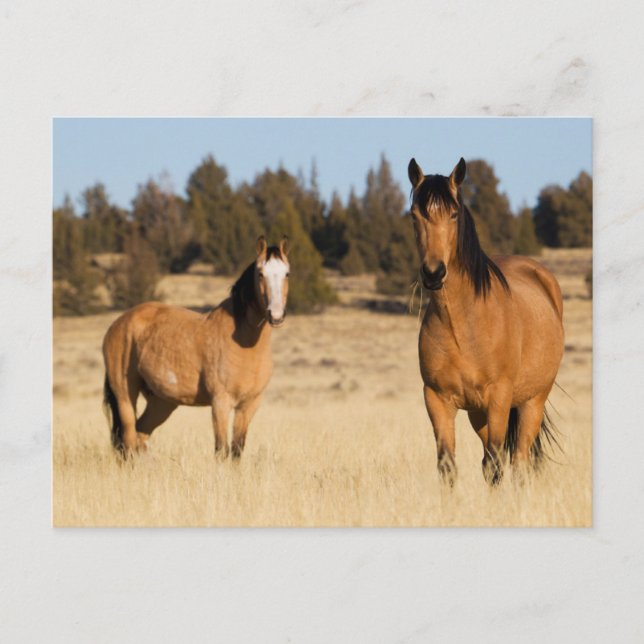 Postal Caballos Salvajes, Montañas Steens (Anverso)