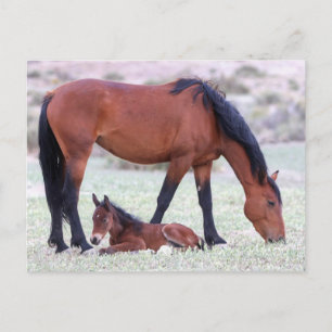 Postal Caballos salvajes Onaqui