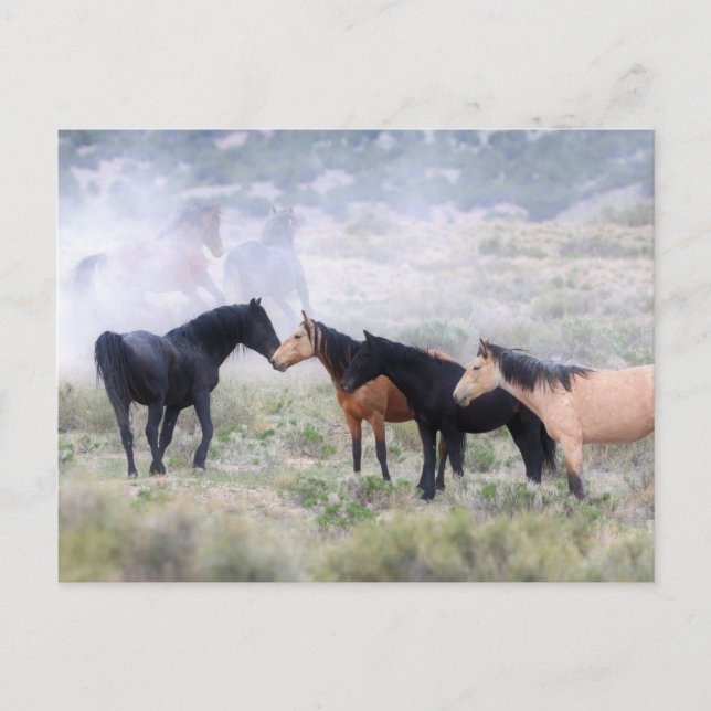 Postal Caballos salvajes Onaqui (Anverso)