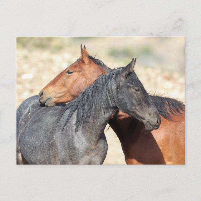 Postal Caballos salvajes Onaqui (Anverso)