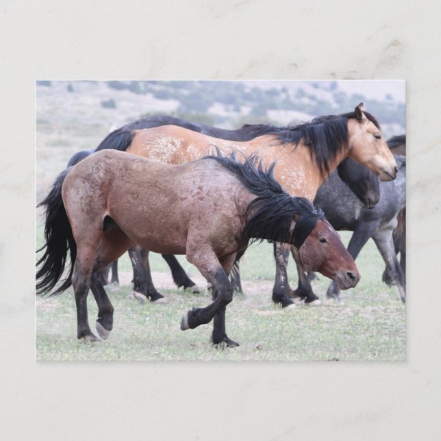 Postal Caballos salvajes Onaqui (Anverso)