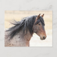 Caballos salvajes Onaqui