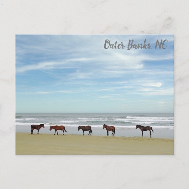 Postal Caballos Salvajes Outer Banks OBX Corolla NC (Anverso)