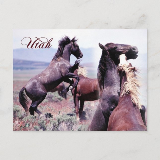 Postal Caballos salvajes peleando, Utah (Anverso)