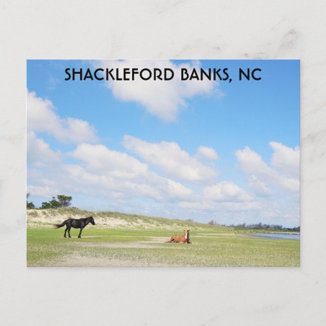 Postal Caballos salvajes Shackleford Banks Carolina del N (Anverso)