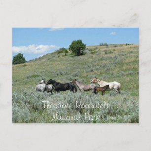 Postal Caballos salvajes, Theodore Roosevelt NP, Dakota d