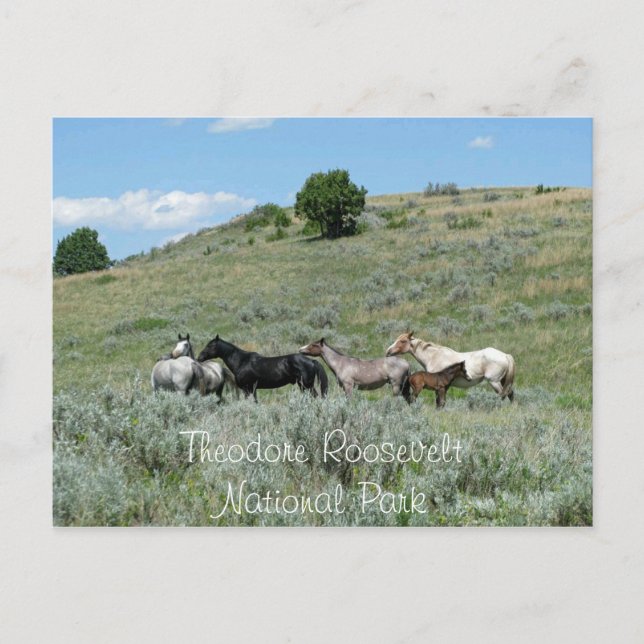 Postal Caballos salvajes, Theodore Roosevelt NP, Dakota d (Anverso)