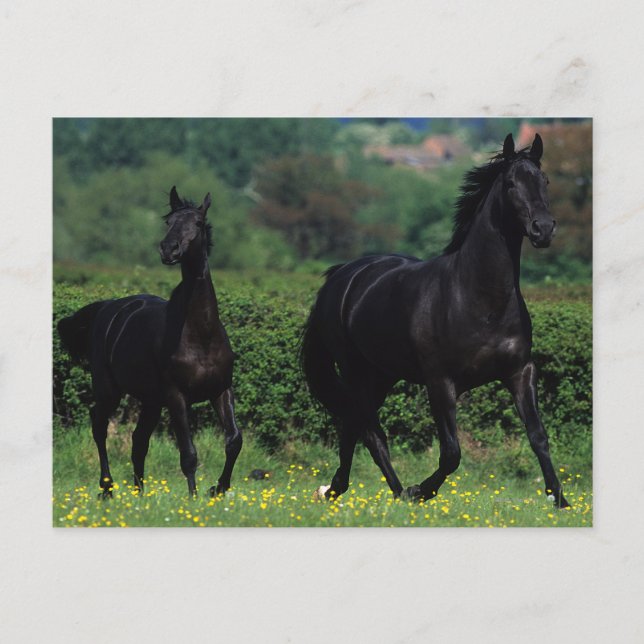 Postal Caballos tosados en campo de flores (Anverso)