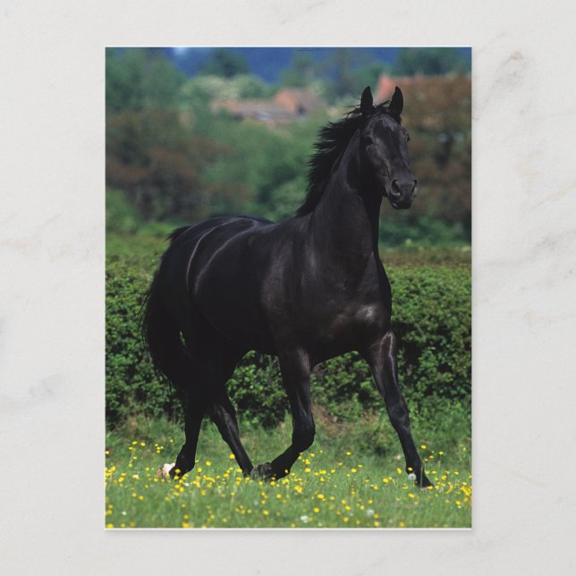 Postal Caballos tosados en campo de flores (Anverso)
