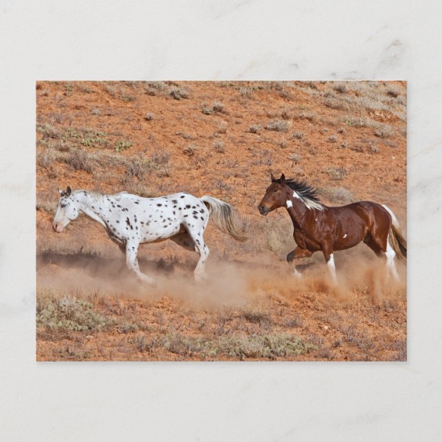Postal Caballos vagando por Big Horn MT de Shell Wyoming. (Anverso)