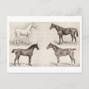 Postal Caballos Vintage - Caballos y modelos de Pony