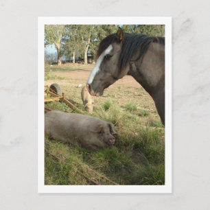 Postal caballos y cerdos