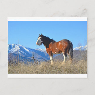 Postal Caballos y montañas