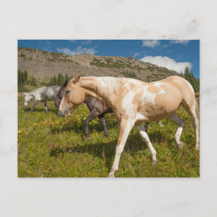 Postal Caballos y mulas
