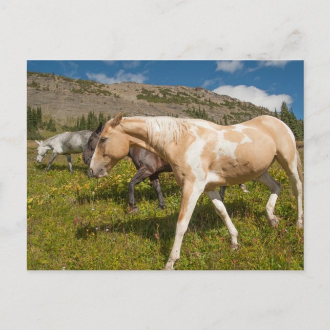 Postal Caballos y mulas (Anverso)