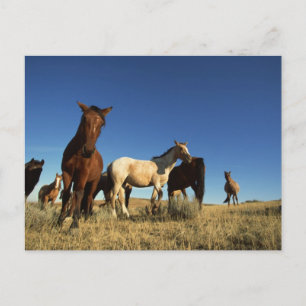 Postal Caballos y sombras