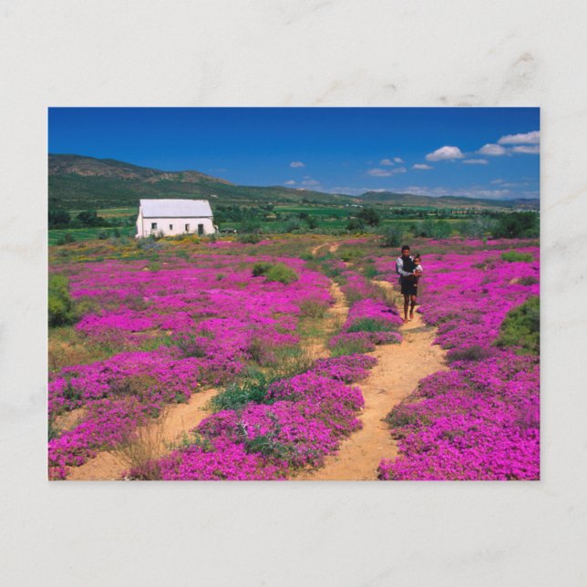 Postal Cabaña, Flores Y Chica, Cerca De Kamieskroon (Anverso)