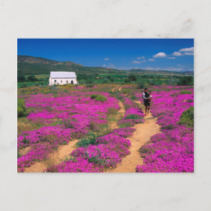 Postal Cabaña, flores y niña, cerca de Kamieskroon