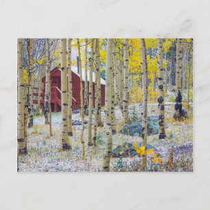 Postal Cabaña solitaria de Grand Mesa en un bosque