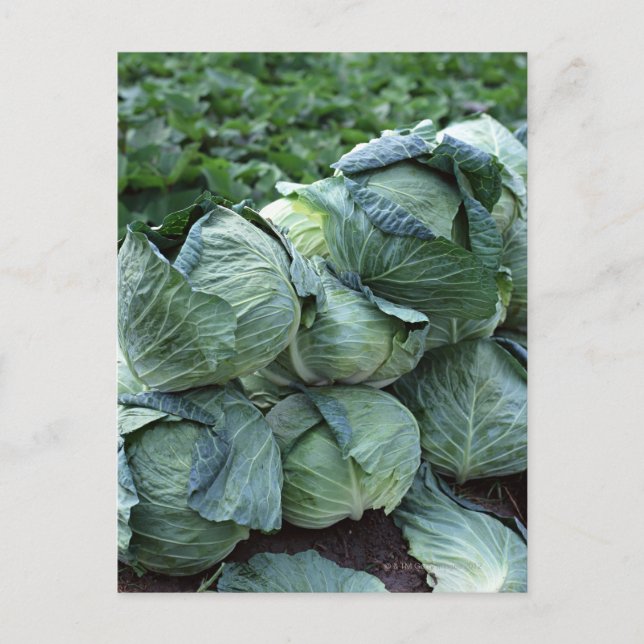 Postal Cabbage (Anverso)