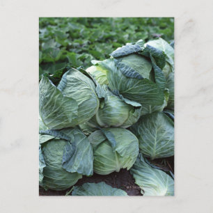Postal Cabbage