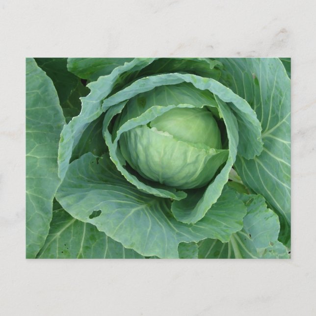 Postal Cabbage (Anverso)
