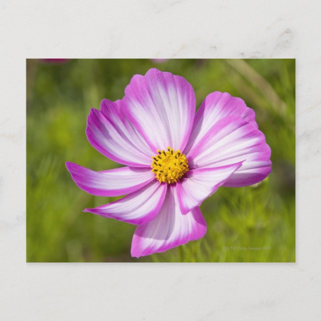 Postal Cabecera de flores de cosmos (Anverso)