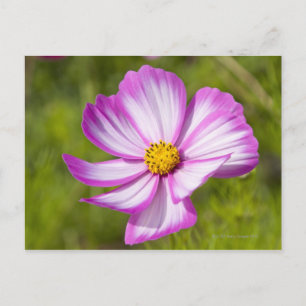 Postal Cabecera de flores de cosmos