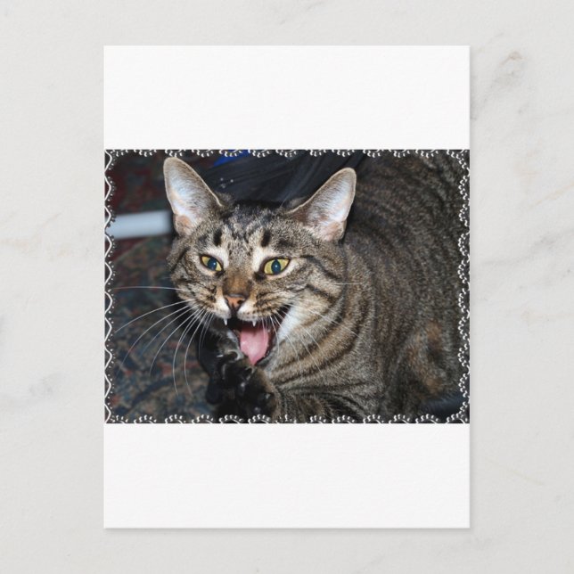 Postal Cabello corto Maine coon (Anverso)