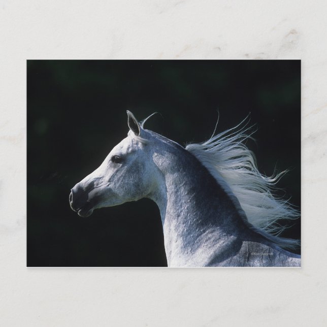 Postal Cabeza árabe de caballo 2 (Anverso)