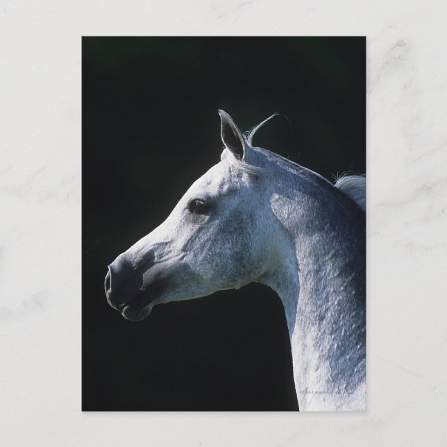 Postal Cabeza árabe de caballo 2 (Anverso)