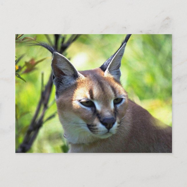 Postal Cabeza Caracal Y Hombros (Anverso)