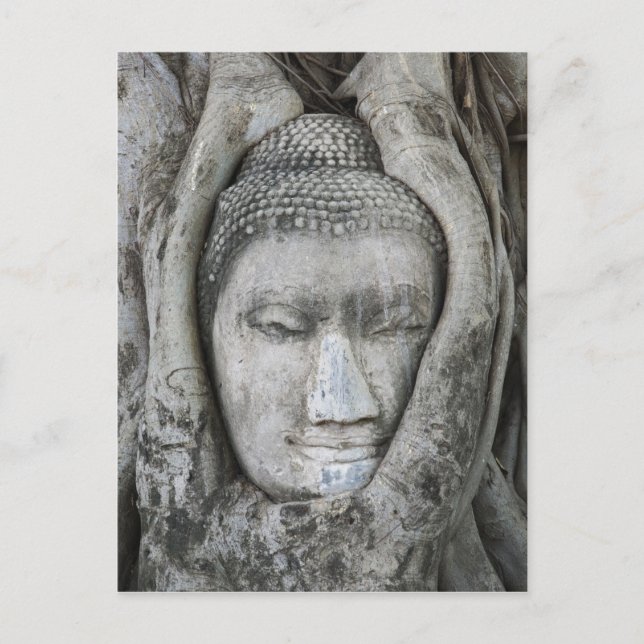 Postal Cabeza de Buda de arenisca rodeada de árbol (Anverso)
