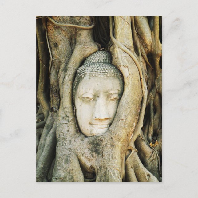 Postal Cabeza de Buda en el Árbol de Fig .. Ayutthaya, Ta (Anverso)