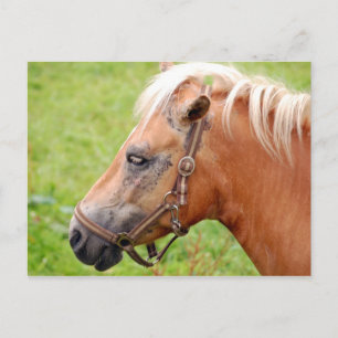 Postal Cabeza de caballo 003