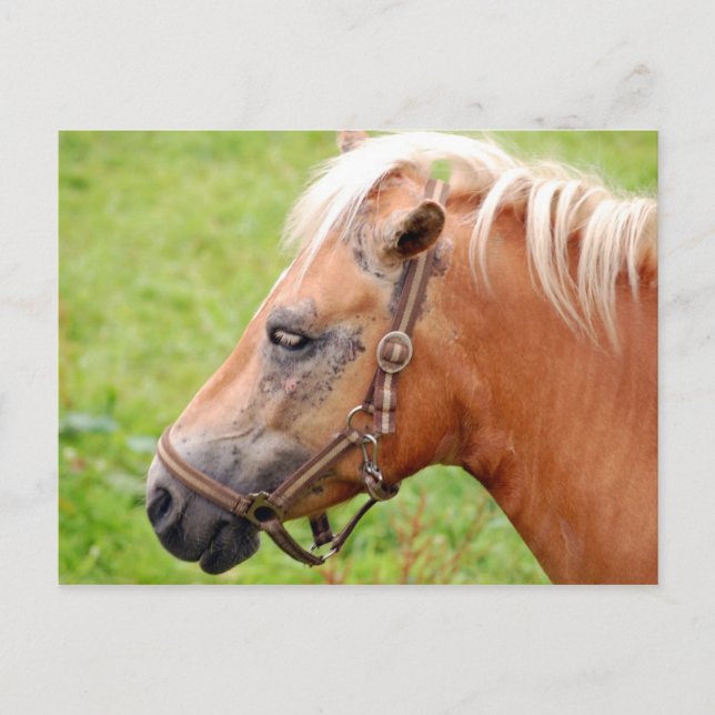 Postal Cabeza de caballo 003 (Anverso)