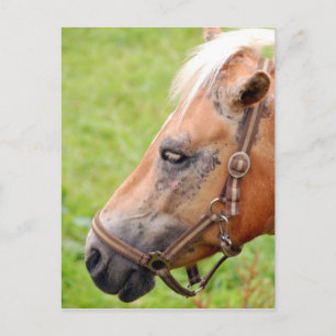 Postal Cabeza de caballo 003