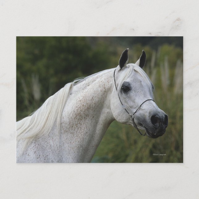 Postal Cabeza de caballo árabe 1 (Anverso)