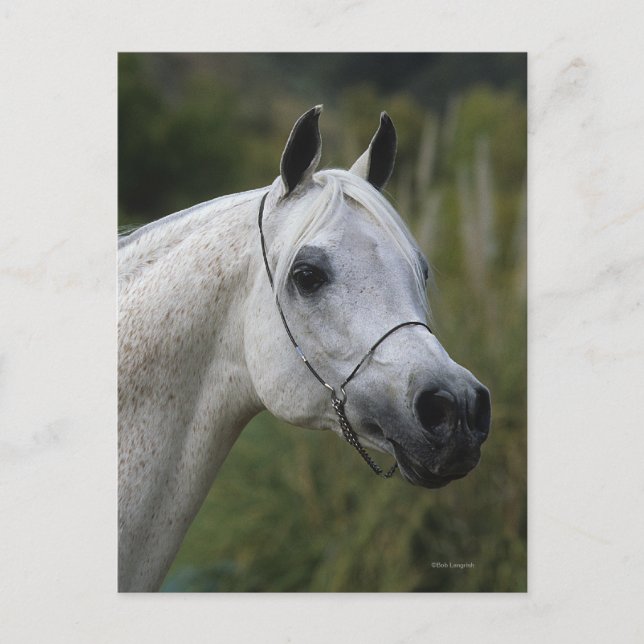 Postal Cabeza de caballo árabe 1 (Anverso)