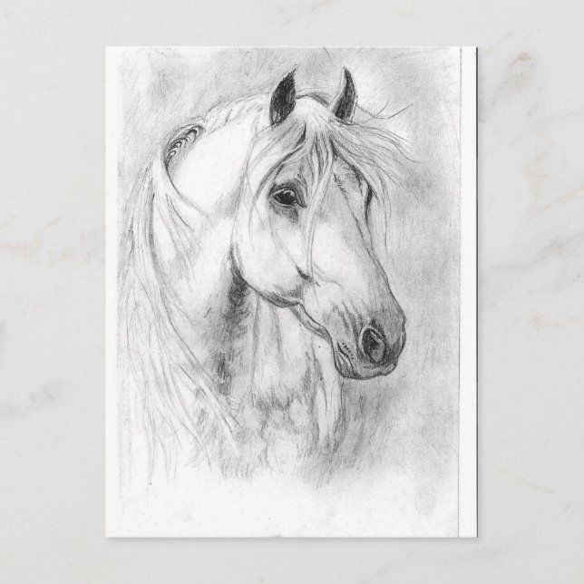 Postal Cabeza de caballo blanco (Anverso)