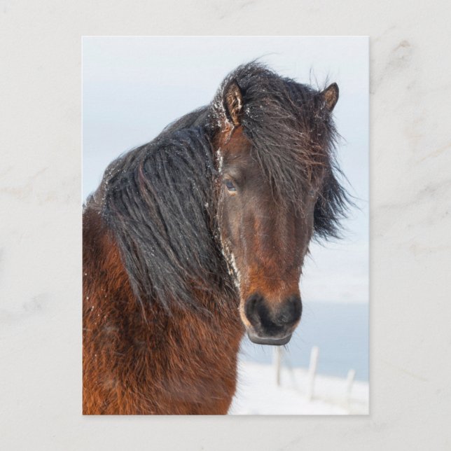 Postal Cabeza de caballo islandés real (Anverso)