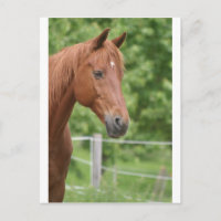 Cabeza de caballo marrón