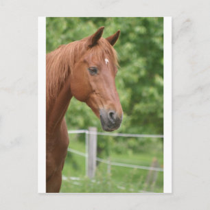 Postal Cabeza de caballo marrón