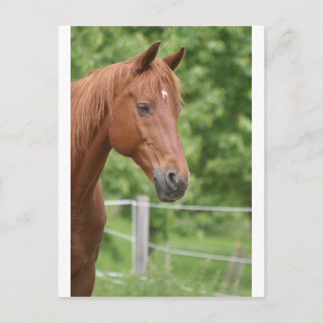 Postal Cabeza de caballo marrón (Anverso)